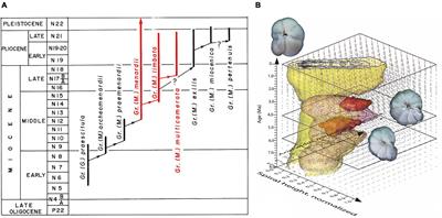 Towards a Fleet of Robots for Orientation, Imaging, and Morphometric Analyses of Planktonic Foraminifera